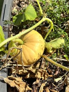 Pumpkin
