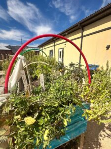 Raised Beds